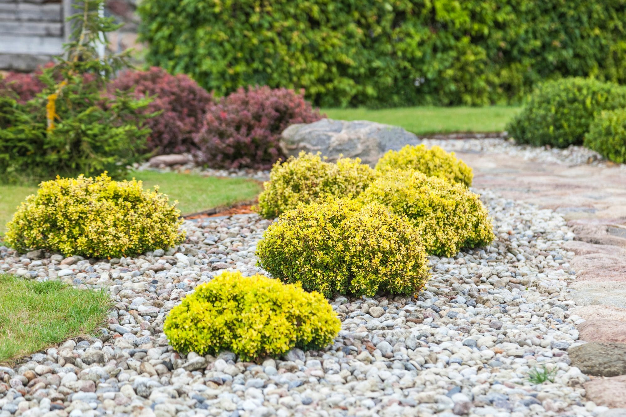 rocks and evergreen